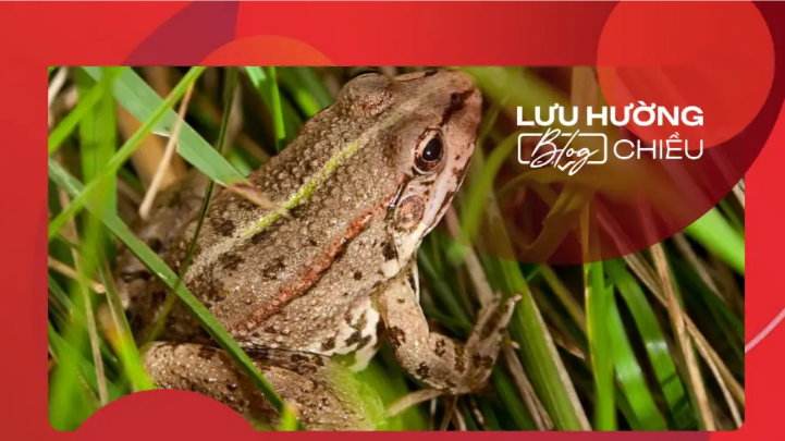 Về quê tìm lại tiếng ếch đồng năm xưa